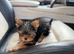 Yorkshire Terrier 11 Weeks