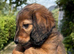 Beautiful litter of longhaired miniature dachshunds