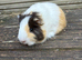 4 baby guinea pig girls ready now