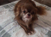 Chihuahua STUD dog -long hair chocolate