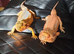 Male and female bearded dragons for sale