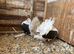 Saddled fantails