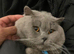 British short hair