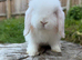 Mini lop buck