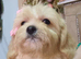 Cavapoochon