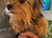 Chorkie boy pup