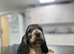 Gorgeous spaniel girls ready now