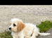 Sad rehome of cavapoo boy