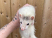 Semi angora kit hob