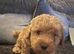 Four stunning maltipoo pups teacup size