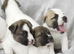 Stunning F1 American Akita x American Bulldog Puppies