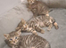X4 fluffy Siberian x tabby kittens