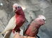 Stunning Baby HandReared Super Tame Cuddly Galah Cockatoo