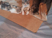 Bengal cross kittens for sale