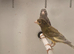 Canary raza