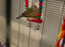 Young Baby Zebra Finches Cocks and Hens