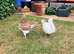 King Pigeons