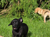 Outstanding litter of Labrador pups available