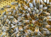 Honey bees nuc nucleus,bee colony,national hive,WBC, 14x12,langstroth,beehive,Flowhive, matted queen
