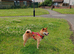 Shiba inu