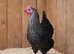 Hybrid sussex