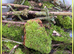 Quality Moss, Lichen Sticks - Foodstock for Isopods, Millipededs etc