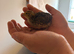 2 week old jumbo coturnix quail chicks for sale in Weston super mare
