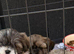 Shitzu puppies