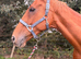 Gorgeous all rounder 16.2 gelding