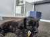 9 week old jackapoo