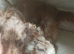 Beautiful cockerpoo puppies