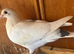 Very nice and healthy white  racer