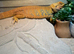 Adult female Bearded Dragon
