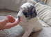 Beautiful Miniature poodle