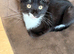 kittens to a loving home