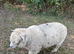 Coloured Ryeland Lambs