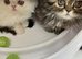 GCCF registered Pure Persian Kittens