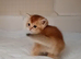 Beautiful fluffy British Shorthair kittens. Cheltenham
