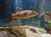 Fish for sale