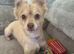 Pomchi