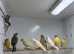Canaries