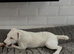 Jack Russell Puppies for Sale