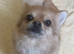 Pomeranian x chihuahua to stud