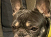 Male French Bulldog
