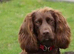 sprocker pups