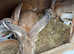 Continental Giant Rabbits For Sale - To Loving Homes