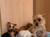 Jack Russell Cross Chorkie Puppies – Ready Now