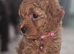 Licensed breeder, kennel club tiny red toy poodles