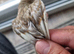 Stunning High-Quality Raza Canary Birds