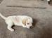 Beagle ,, kc reg Charter-wood /davicard  champion beagles